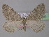  (Colostygia multistrigaria - BC ZSM Lep 35490)  @14 [ ] CreativeCommons - Attribution Non-Commercial Share-Alike (2010) Unspecified SNSB, Zoologische Staatssammlung Muenchen