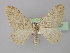  ( - BC ZSM Lep 35497)  @11 [ ] CreativeCommons - Attribution Non-Commercial Share-Alike (2010) Unspecified SNSB, Zoologische Staatssammlung Muenchen