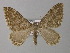  ( - BC ZSM Lep 35519)  @14 [ ] CreativeCommons - Attribution Non-Commercial Share-Alike (2010) Unspecified SNSB, Zoologische Staatssammlung Muenchen