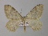  ( - BC ZSM Lep 35522)  @14 [ ] CreativeCommons - Attribution Non-Commercial Share-Alike (2010) Unspecified SNSB, Zoologische Staatssammlung Muenchen
