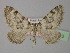  (Pareulype casearia - BC ZSM Lep 35526)  @13 [ ] CreativeCommons - Attribution Non-Commercial Share-Alike (2010) Unspecified SNSB, Zoologische Staatssammlung Muenchen