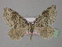  (Solitanea - BC ZSM Lep 35527)  @14 [ ] CreativeCommons - Attribution Non-Commercial Share-Alike (2010) Unspecified SNSB, Zoologische Staatssammlung Muenchen