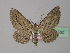  (Horisme corticata - BC ZSM Lep 35530)  @15 [ ] CreativeCommons - Attribution Non-Commercial Share-Alike (2010) Unspecified SNSB, Zoologische Staatssammlung Muenchen