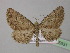  (Horisme exoletata - BC ZSM Lep 35531)  @14 [ ] CreativeCommons - Attribution Non-Commercial Share-Alike (2010) Unspecified SNSB, Zoologische Staatssammlung Muenchen