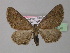  ( - BC ZSM Lep 35534)  @14 [ ] CreativeCommons - Attribution Non-Commercial Share-Alike (2010) Unspecified SNSB, Zoologische Staatssammlung Muenchen