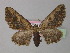  ( - BC ZSM Lep 35535)  @14 [ ] CreativeCommons - Attribution Non-Commercial Share-Alike (2010) Unspecified SNSB, Zoologische Staatssammlung Muenchen