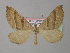  (Aplocera columbata - BC ZSM Lep 35550)  @15 [ ] CreativeCommons - Attribution Non-Commercial Share-Alike (2010) Unspecified SNSB, Zoologische Staatssammlung Muenchen