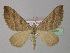  ( - BC ZSM Lep 35551)  @11 [ ] CreativeCommons - Attribution Non-Commercial Share-Alike (2010) Unspecified SNSB, Zoologische Staatssammlung Muenchen