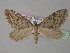  (Chesias linogrisearia - BC ZSM Lep 35565)  @14 [ ] CreativeCommons - Attribution Non-Commercial Share-Alike (2010) Unspecified SNSB, Zoologische Staatssammlung Muenchen