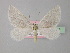  ( - BC ZSM Lep 35574)  @11 [ ] CreativeCommons - Attribution Non-Commercial Share-Alike (2010) Unspecified SNSB, Zoologische Staatssammlung Muenchen