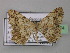  (Chiasmia amarata choica - BC ZSM Lep 35774)  @11 [ ] CreativeCommons - Attribution Non-Commercial Share-Alike (2010) Unspecified SNSB, Zoologische Staatssammlung Muenchen