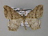  ( - BC ZSM Lep 35809)  @11 [ ] CreativeCommons - Attribution Non-Commercial Share-Alike (2010) Unspecified SNSB, Zoologische Staatssammlung Muenchen