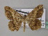  ( - BC ZSM Lep 35815)  @11 [ ] CreativeCommons - Attribution Non-Commercial Share-Alike (2010) Unspecified SNSB, Zoologische Staatssammlung Muenchen