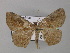  (Chelotephrina acorema - BC ZSM Lep 35823)  @11 [ ] CreativeCommons - Attribution Non-Commercial Share-Alike (2010) Unspecified SNSB, Zoologische Staatssammlung Muenchen