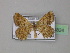 (Acanthovalva antennata - BC ZSM Lep 35824)  @11 [ ] CreativeCommons - Attribution Non-Commercial Share-Alike (2010) Unspecified SNSB, Zoologische Staatssammlung Muenchen