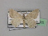  (Acanthovalva capensis - BC ZSM Lep 35825)  @11 [ ] CreativeCommons - Attribution Non-Commercial Share-Alike (2010) Unspecified SNSB, Zoologische Staatssammlung Muenchen