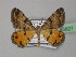  (Acanthovalva focularia - BC ZSM Lep 35827)  @13 [ ] CreativeCommons - Attribution Non-Commercial Share-Alike (2010) Unspecified SNSB, Zoologische Staatssammlung Muenchen