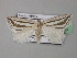  ( - BC ZSM Lep 35833)  @11 [ ] CreativeCommons - Attribution Non-Commercial Share-Alike (2010) Unspecified SNSB, Zoologische Staatssammlung Muenchen