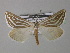  (Pseudomaenas umetrorrhabda - BC ZSM Lep 35834)  @11 [ ] CreativeCommons - Attribution Non-Commercial Share-Alike (2010) Unspecified SNSB, Zoologische Staatssammlung Muenchen