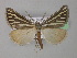  (Pseudomaenas BOLD:AAM4999 - BC ZSM Lep 35835)  @14 [ ] CreativeCommons - Attribution Non-Commercial Share-Alike (2010) Unspecified SNSB, Zoologische Staatssammlung Muenchen