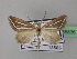  ( - BC ZSM Lep 35836)  @11 [ ] CreativeCommons - Attribution Non-Commercial Share-Alike (2010) Unspecified SNSB, Zoologische Staatssammlung Muenchen