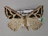  ( - BC ZSM Lep 35840)  @11 [ ] CreativeCommons - Attribution Non-Commercial Share-Alike (2010) Unspecified SNSB, Zoologische Staatssammlung Muenchen