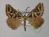  (Pseudomaenas euglyphica - BC ZSM Lep 35842)  @13 [ ] CreativeCommons - Attribution Non-Commercial Share-Alike (2010) Unspecified SNSB, Zoologische Staatssammlung Muenchen