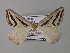  (Pseudomaenas staudei - BC ZSM Lep 35856)  @11 [ ] CreativeCommons - Attribution Non-Commercial Share-Alike (2010) Unspecified SNSB, Zoologische Staatssammlung Muenchen