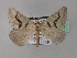  (Pseudomaenas bivirgata - BC ZSM Lep 35857)  @13 [ ] CreativeCommons - Attribution Non-Commercial Share-Alike (2010) Unspecified SNSB, Zoologische Staatssammlung Muenchen
