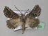  (Axiodes neopraefidens - BC ZSM Lep 35859)  @13 [ ] CreativeCommons - Attribution Non-Commercial Share-Alike (2010) Unspecified SNSB, Zoologische Staatssammlung Muenchen
