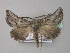  ( - BC ZSM Lep 35860)  @13 [ ] CreativeCommons - Attribution Non-Commercial Share-Alike (2010) Unspecified SNSB, Zoologische Staatssammlung Muenchen