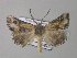  ( - BC ZSM Lep 35861)  @14 [ ] CreativeCommons - Attribution Non-Commercial Share-Alike (2010) Unspecified SNSB, Zoologische Staatssammlung Muenchen
