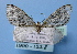  (Trichopterigia MS02Bu - BC ZSM Lep 36722)  @15 [ ] Copyright (2010) Unspecified SNSB, Zoologische Staatssammlung Muenchen