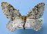 (Trichopterigia MS09 - BC ZSM Lep 36726)  @14 [ ] Copyright (2010) Unspecified SNSB, Zoologische Staatssammlung Muenchen