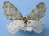  (Trichopterigia MS03 - BC ZSM Lep 36732)  @13 [ ] Copyright (2010) Unspecified SNSB, Zoologische Staatssammlung Muenchen