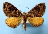  (Ecliptopera thalycra - BC ZSM Lep 36753)  @14 [ ] Copyright (2010) Unspecified SNSB, Zoologische Staatssammlung Muenchen