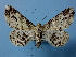  ( - BC ZSM Lep 36764)  @13 [ ] Copyright (2010) Unspecified SNSB, Zoologische Staatssammlung Muenchen