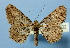  ( - BC ZSM Lep 36802)  @14 [ ] Copyright (2010) Unspecified SNSB, Zoologische Staatssammlung Muenchen