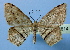  (Calletaera postvittata - BC ZSM Lep 36814)  @14 [ ] Copyright (2010) Unspecified SNSB, Zoologische Staatssammlung Muenchen