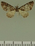  (Eupithecia JLC00381Zw - JLC ZW Lep 00381)  @11 [ ] Copyright (2010) Unspecified Research Collection of Juergen Lenz