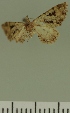  (Eupithecia rubristigma - JLC ZW Lep 00384)  @11 [ ] Copyright (2010) Unspecified Research Collection of Juergen Lenz