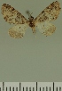  (Eupithecia JLC00386Zw - JLC ZW Lep 00386)  @11 [ ] Copyright (2010) Unspecified Research Collection of Juergen Lenz