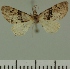 (Eupithecia JLC00387Zw - JLC ZW Lep 00387)  @11 [ ] Copyright (2010) Unspecified Research Collection of Juergen Lenz