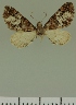  (Eupithecia JLC00388Zw - JLC ZW Lep 00388)  @11 [ ] Copyright (2010) Unspecified Research Collection of Juergen Lenz