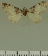  (Eupithecia JLC00389Zw - JLC ZW Lep 00389)  @11 [ ] Copyright (2010) Unspecified Research Collection of Juergen Lenz