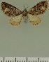  (Eupithecia JLC00390Zw - JLC ZW Lep 00390)  @11 [ ] Copyright (2010) Unspecified Research Collection of Juergen Lenz