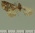  (Eupithecia JLC00391Zw - JLC ZW Lep 00391)  @11 [ ] Copyright (2010) Unspecified Research Collection of Juergen Lenz