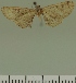  (Eupithecia JLC00392Zw - JLC ZW Lep 00392)  @11 [ ] Copyright (2010) Unspecified Research Collection of Juergen Lenz