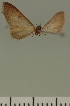  (Eupithecia regulosa - JLC ZW Lep 00393)  @11 [ ] Copyright (2010) Unspecified Research Collection of Juergen Lenz