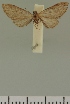  (Eupithecia JLC00395Zw - JLC ZW Lep 00395)  @11 [ ] Copyright (2010) Unspecified Research Collection of Juergen Lenz